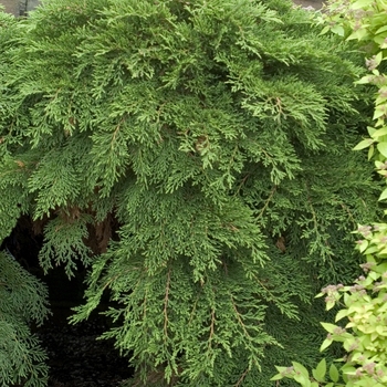 Microbiota decussata - Russian Cypress