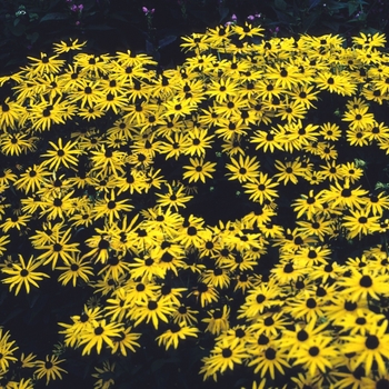 Rudbeckia fulgida - 'Goldsturm' Black Eyed Susan
