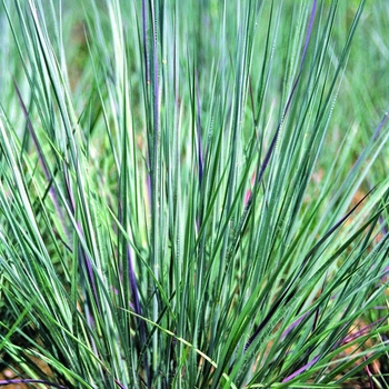 Schizachyrium scoparium - ''Prairie Blues'' Little Bluestem