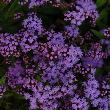 Eupatorium coelestinum - Hardy Ageratum