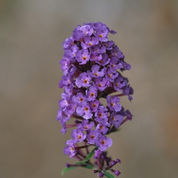 Buddleia davidii (Butterfly Bush) - 'Nanho Blue' 