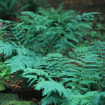 Dryopteris goldiana - Goldies Wood Fern