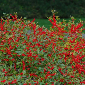 Ilex verticillata - 'Red Sprite' Winterberry