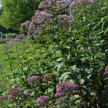 Eupatorium purpureum ssp. maculatum (Spotted Joe Pye Weed) - 'Gateway' 