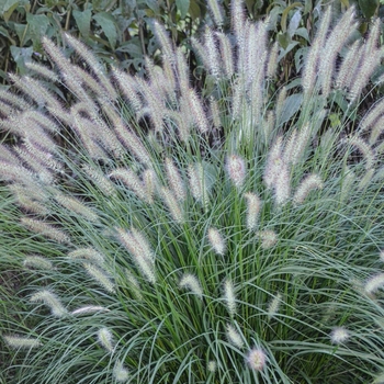Pennisetum alopecuroides 'Hameln' - Dwarf Fountain Grass