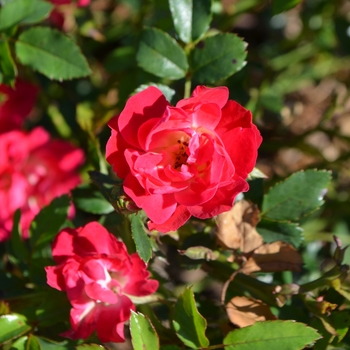 Rosa - 'Red Drift&reg;' Rose