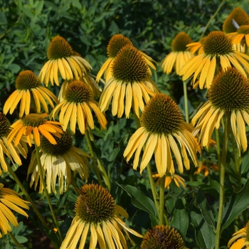 Echinacea (Coneflower) - Bird&trade; 'Sunbird'