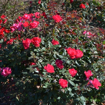 Rosa 'Radrazz' (Shrub Rose) - Red Knock Out&reg;