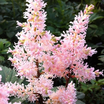 Astilbe japonica (False Spirea) - 'Peach Blossom'