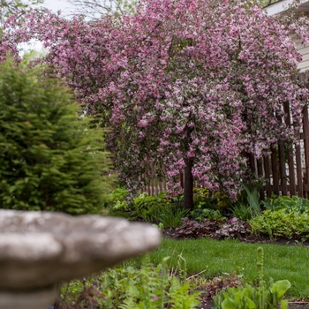 Malus - 'Ruby Tears&trade;' Crabapple