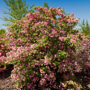 Rhododendron (Azalea) - Electric Lights&trade; 'Double Pink'