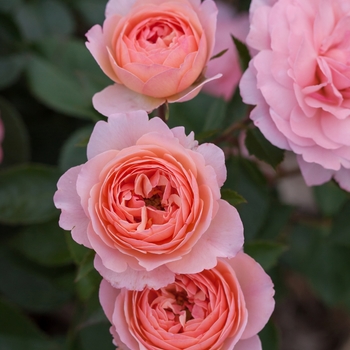 Rosa (Rose) - Easy Elegance&reg; Calypso