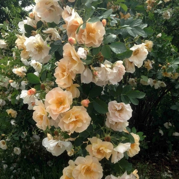 Rosa (Climbing Rose) - 'Above and Beyond&trade;'