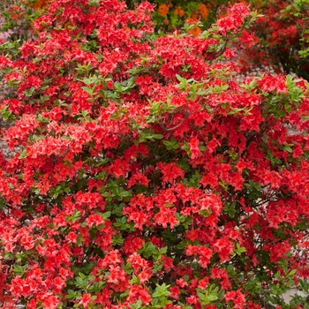 Rhododendron (Azalea) - Electric Lights&trade; 'Red'