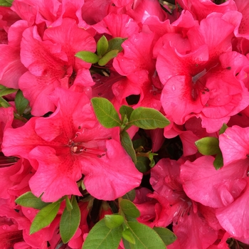 Rhododendron (Azalea) - ReBLOOM&trade; 'Blush Elegance&trade;'