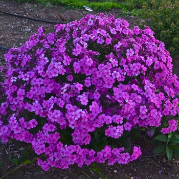 Tall Cushion Phlox - 'Cloudburst'