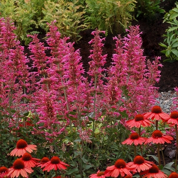 Agastache (Hummingbird Mint) - 'Morello'