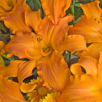 Hemerocallis (Daylily) - Rainbow Rhythm&reg; 'Primal Scream'