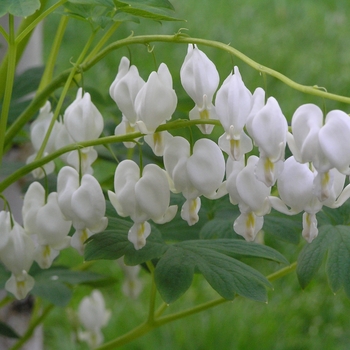Dicentra spectabilis - 'Alba' Bleeding Heart