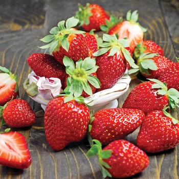 Fragaria - 'Fort Laramie' Fort Laramie Strawberry