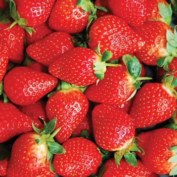 Fragaria x ananassa - 'Honeoye' Strawberry