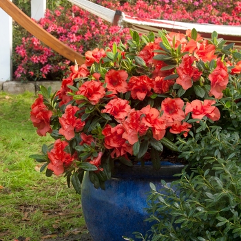 Rhododendron (Azalea) - Encore&reg; 'Autumn Embers&trade;'