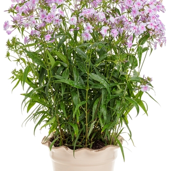 Phlox - 'Opening Act Pink-a-Dot'