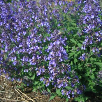 Nepeta x faassenii (Catmint) - 'Junior Walker&trade;'
