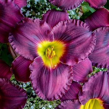 Hemerocallis (Daylily) - Rainbow Rhythm&reg; 'Nosferatu'