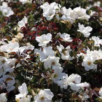 Rosa (Rose) - Knock Out&reg; White