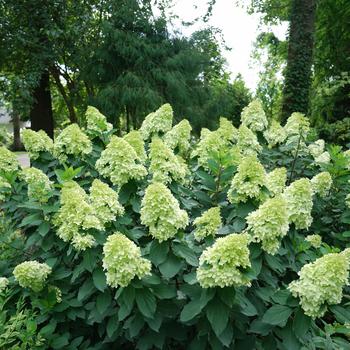 Hydrangea paniculata - 'Limelight Prime&reg;'