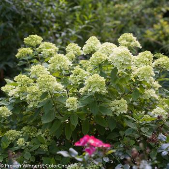 Hydrangea paniculata - 'Little Lime&reg;' Panicle Hydrangea