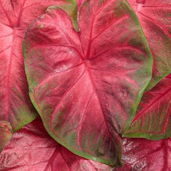 Caladium hortulanum - Heart to Heart®: 'Hot Flash'