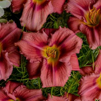Hemerocallis (Daylily) - 'Rosy Returns'