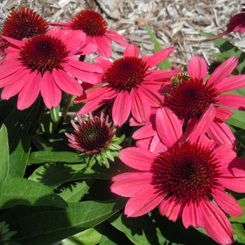 Echinacea purpurea (Coneflower) - SunMagic 'Vintage Pink'