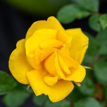 Rosa - 'Gilded Sun&trade;' Rose