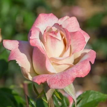Rosa - 'Pinkerbelle&trade;' Hybrid Tea Rose