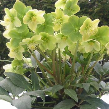 Helleborus niger (Lenten Rose) - Winter Magic&trade; 'Snow Love'