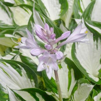 Hosta - 'Amazone' Hosta, Plantain Lily