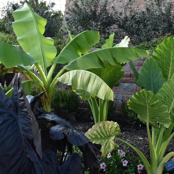 Alocasia odora - Upright Elephant's Ear