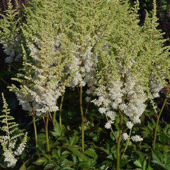 Astilbe chinensis (False Spirea) - 'Visions in White'