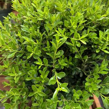 Buxus - Skylight&trade; Boxwood
