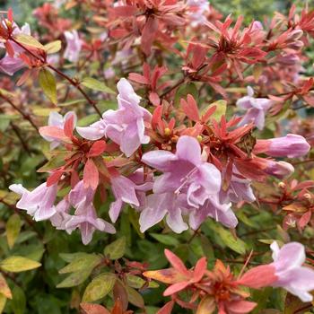 Abelia x grandiflora (Glossy Abelia) - 'Poco Loco'