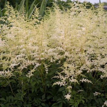 Astilbe x arendsii (False Spirea) - 'Bridal Veil&reg;'