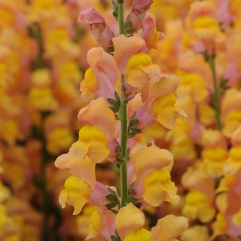 Antirrhinum majus (Snapdragon) - Potomac&trade; Early Orange