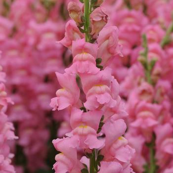 Antirrhinum majus (Snapdragon) - Potomac&trade; Early Pink