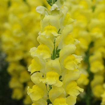 Antirrhinum majus (Snapdragon) - Potomac&trade; Early Yellow