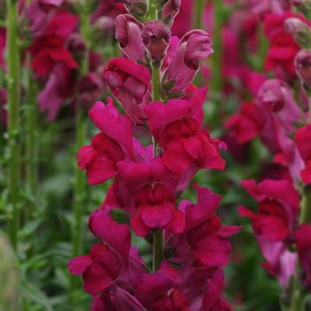 Antirrhinum majus (Snapdragon) - Potomac&trade; Royal