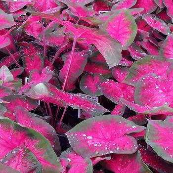  - Pink Caladium