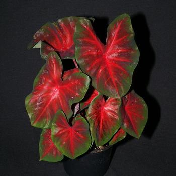  - Red Caladium